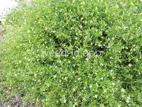 pearlwort, dwarf